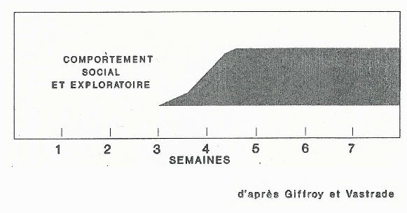 Comportement social et exploratoire du chiot